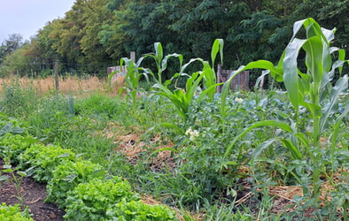Hofzeit am 27.Juli um 11:00 mit Einf&uuml;hrungen und Verabschiedungen 
