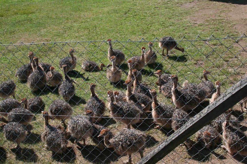 auf der Straußenfarm